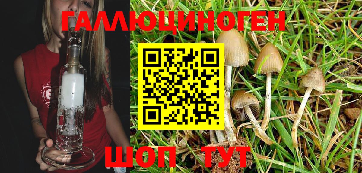 Псилоцибиновые грибы Psilocybine cubensis Карачаевск